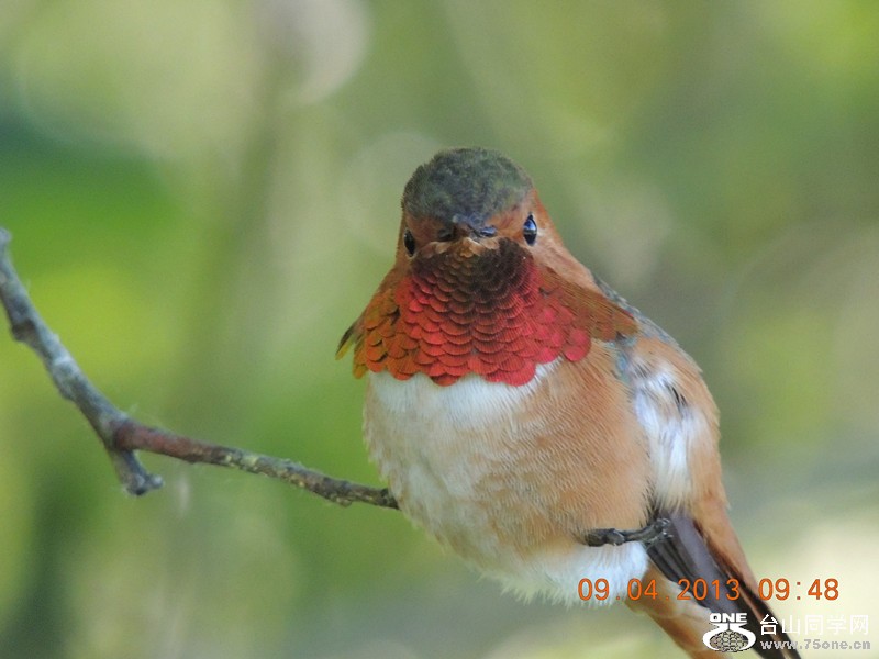 bird 1999_.jpg