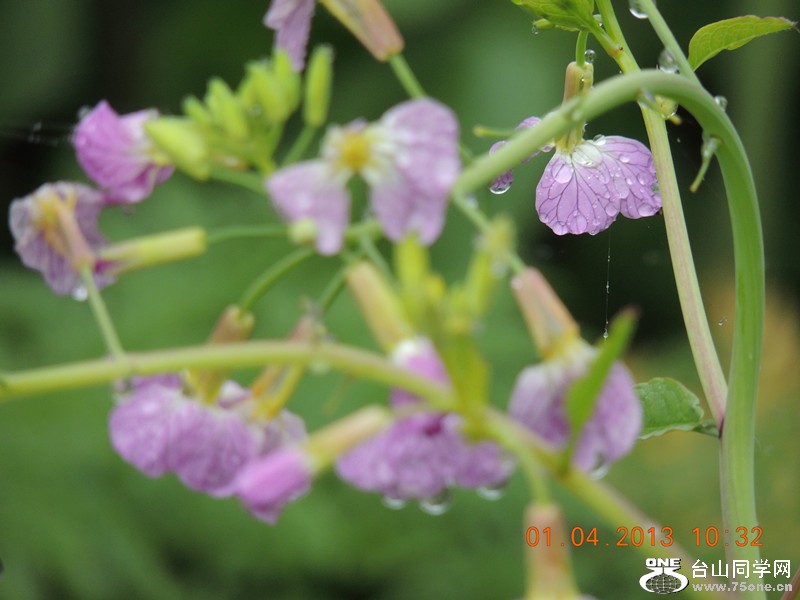 flower 2377_.jpg