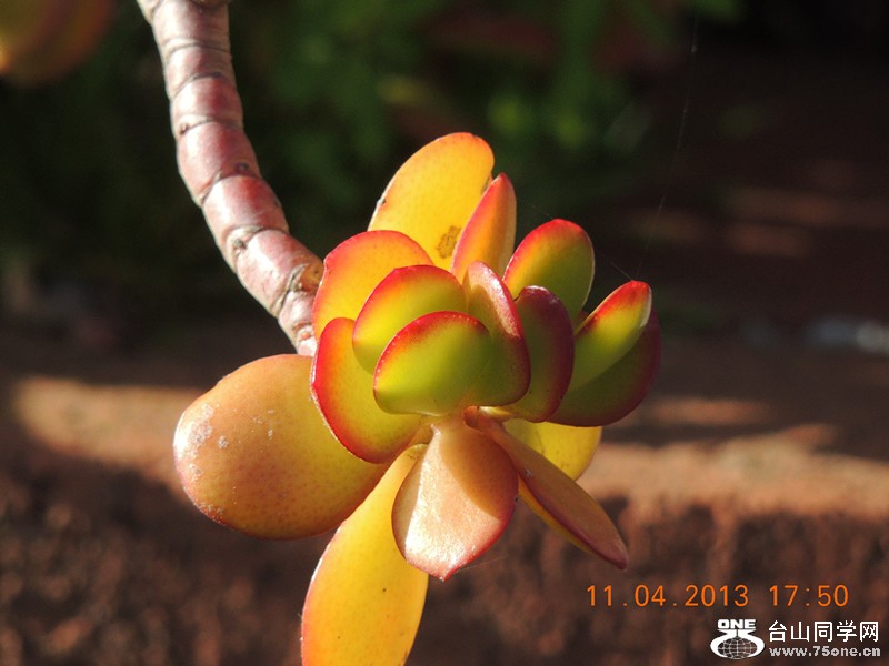 flower 2621_.jpg