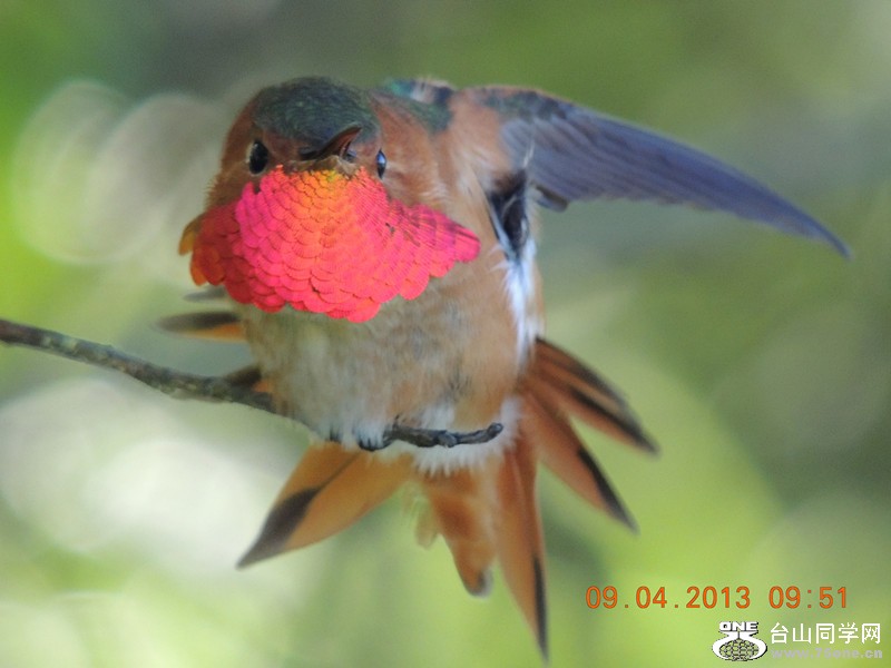 bird 2004_.jpg