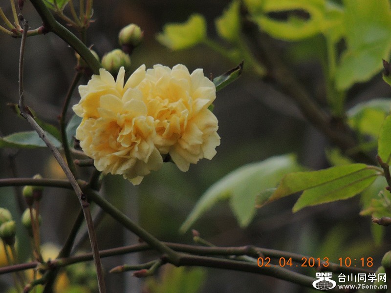 flower 2443_.jpg