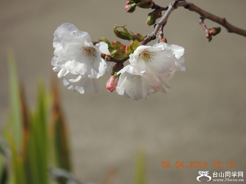 flower 2528_.jpg