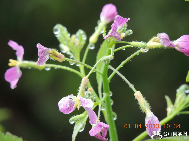flower 2381_.jpg