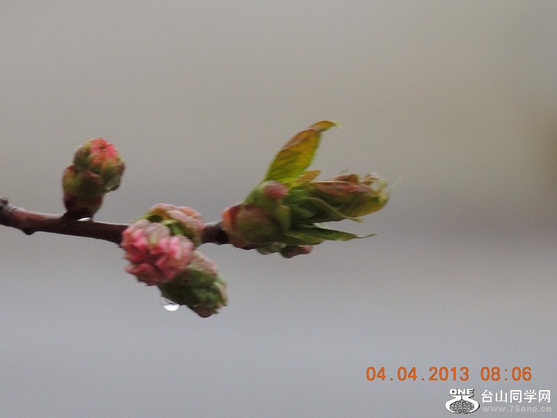 flower 2504_.jpg