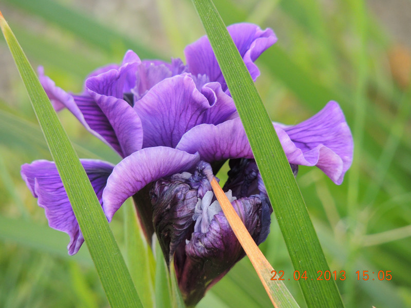 flower 2956_.jpg