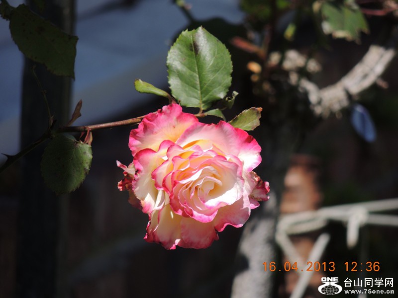 flower 2775_.jpg