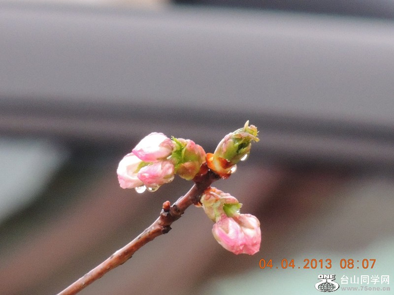 flower 2506_.jpg