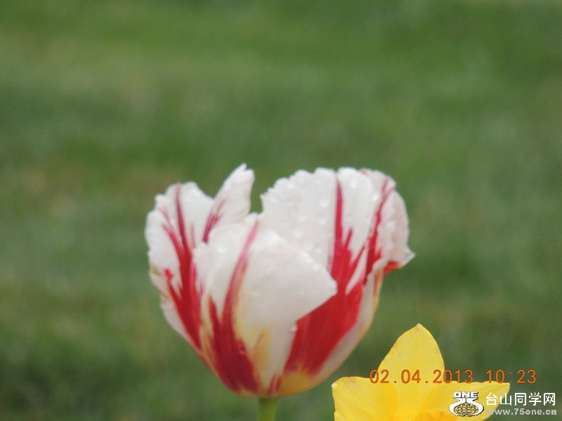 flower 2468_.jpg
