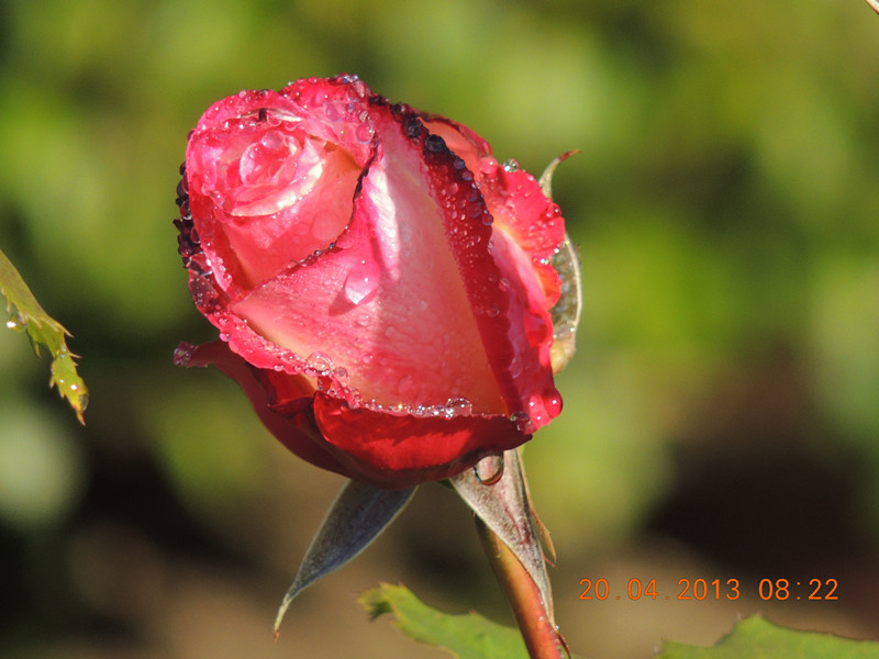 flower 2890_.jpg