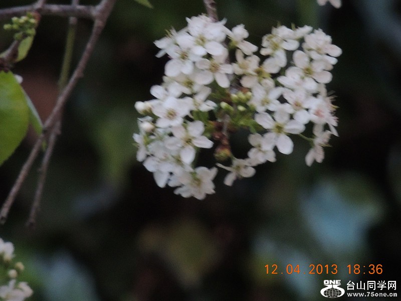 flower 2731_.jpg