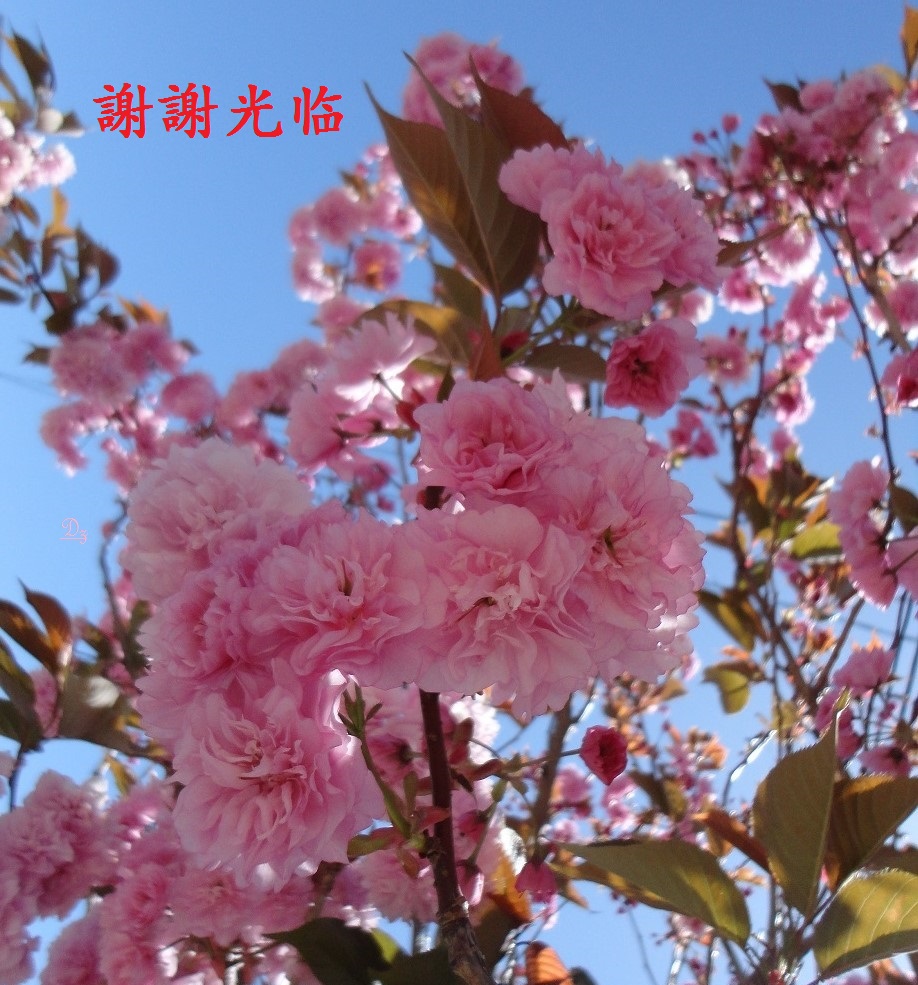 DSC05756-dz-3.jpg