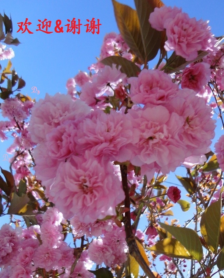 DSC05750-dz-3.jpg