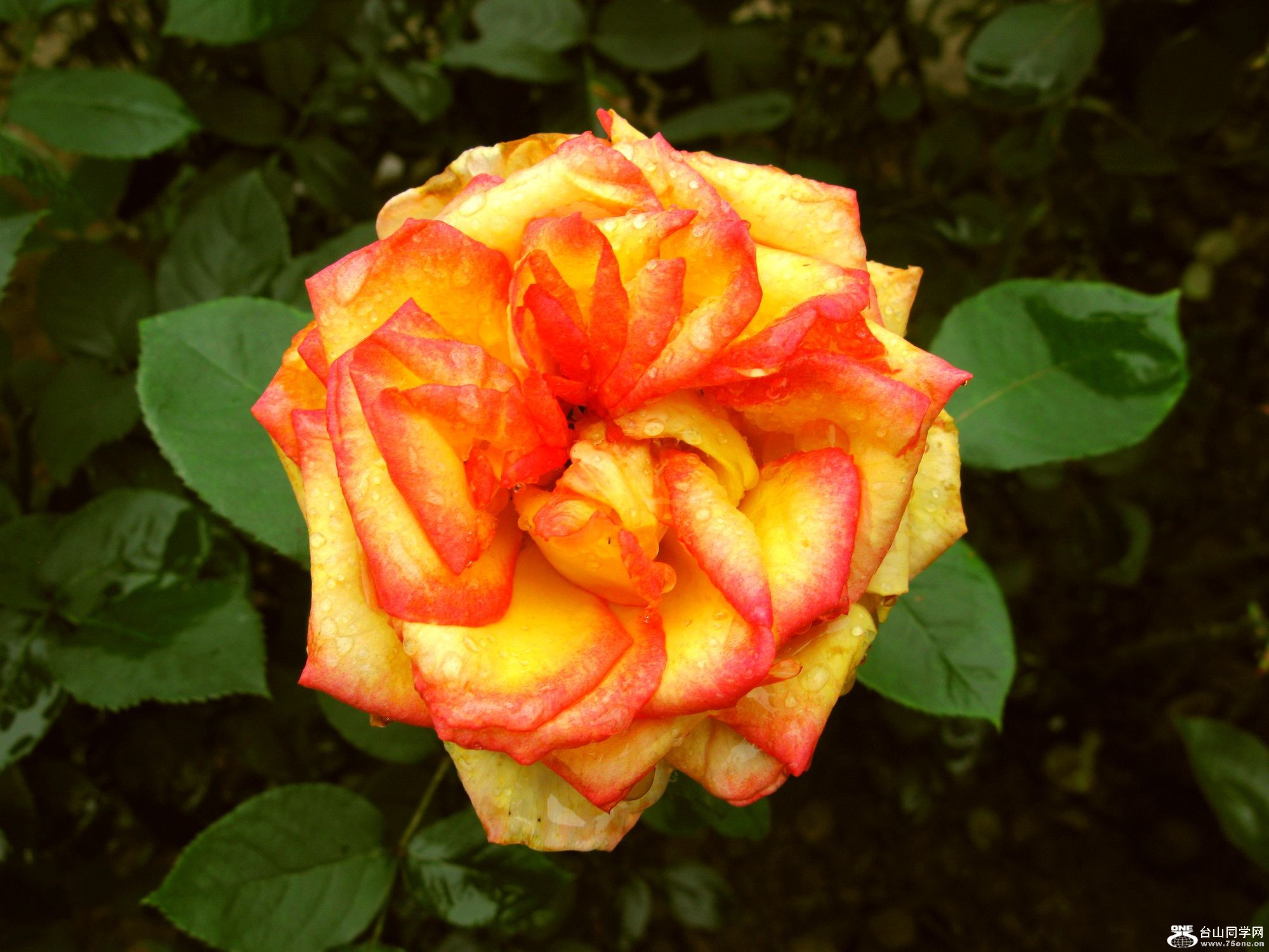 IMG_2365.JPG