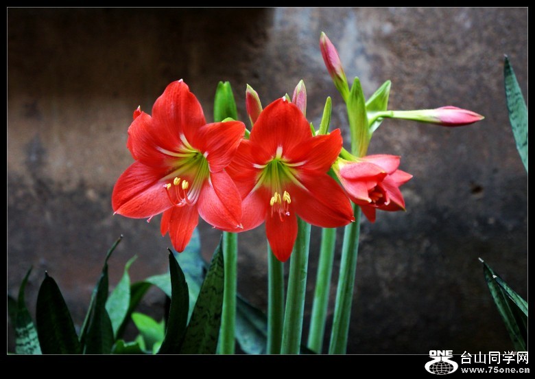 DSC00145_conew1.jpg