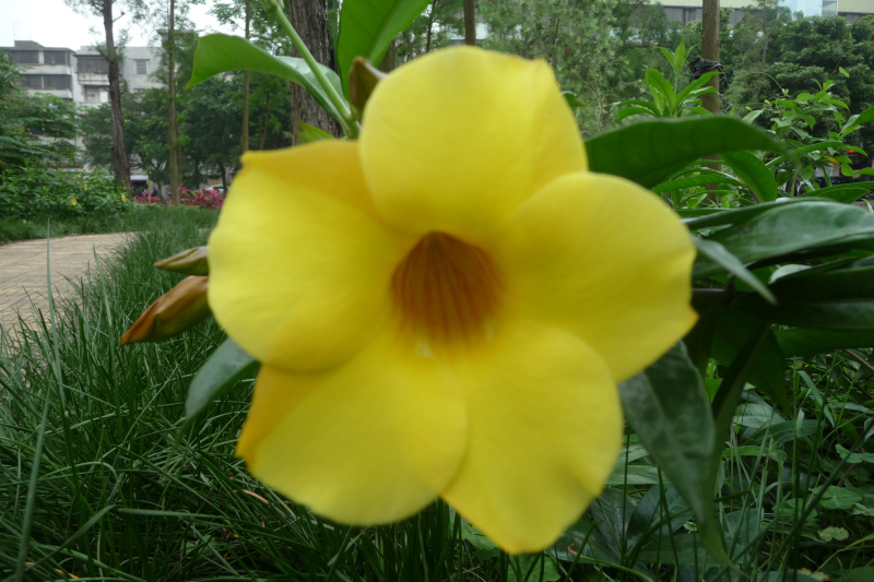 P1090018.jpg