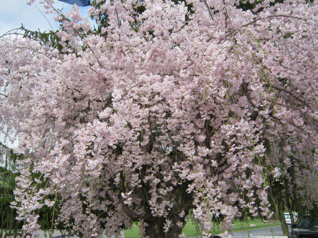 003 244.JPG