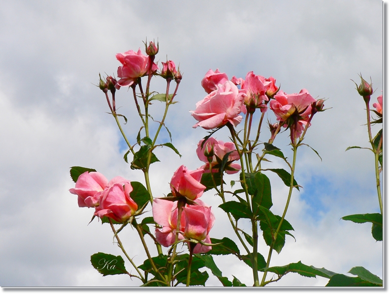 flowers 09-04-13 210.jpg