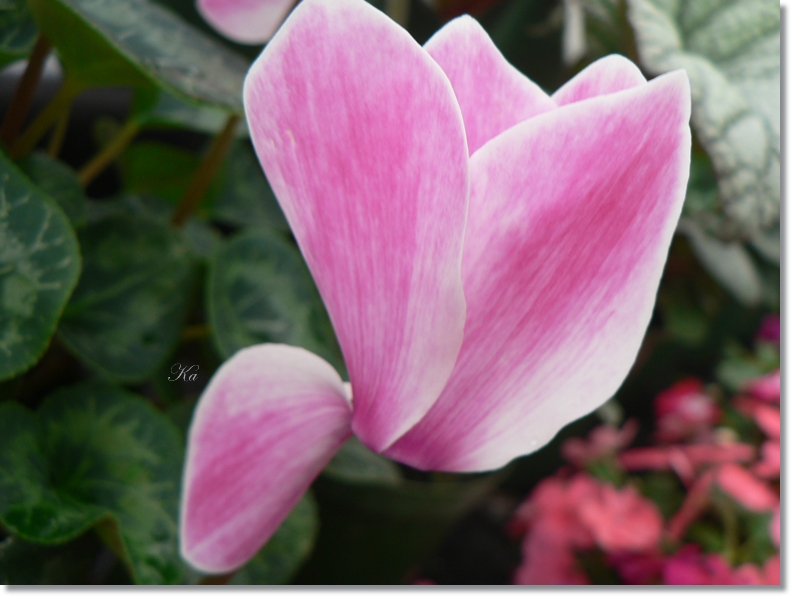 flowers 09-04-13 028.jpg