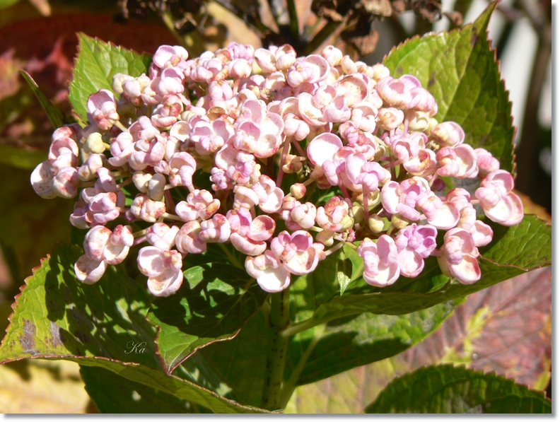 flowers 24-03-13 138.jpg