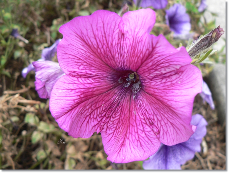 flowers 31-03-13 174.jpg