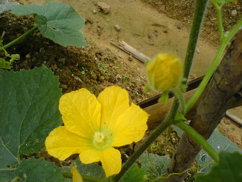 DSC06421.JPG