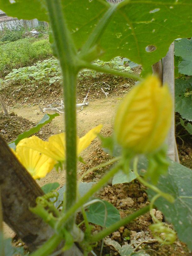DSC06432.JPG