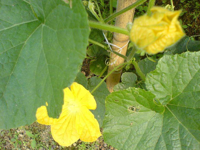 DSC06441.JPG