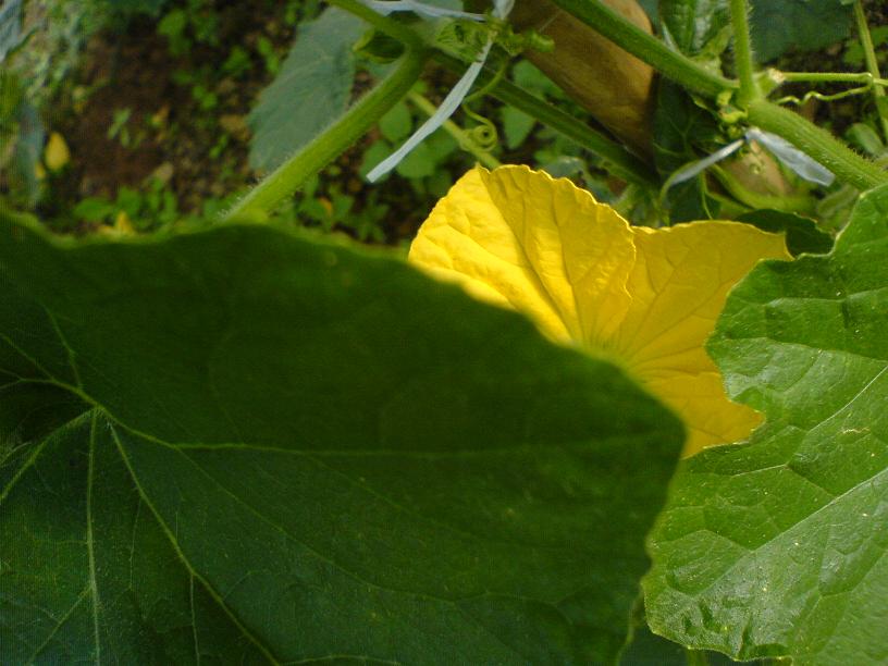 DSC06438.JPG