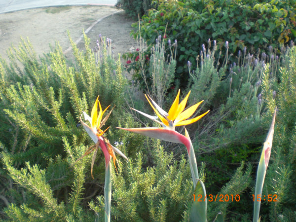 2010_12050221.JPG