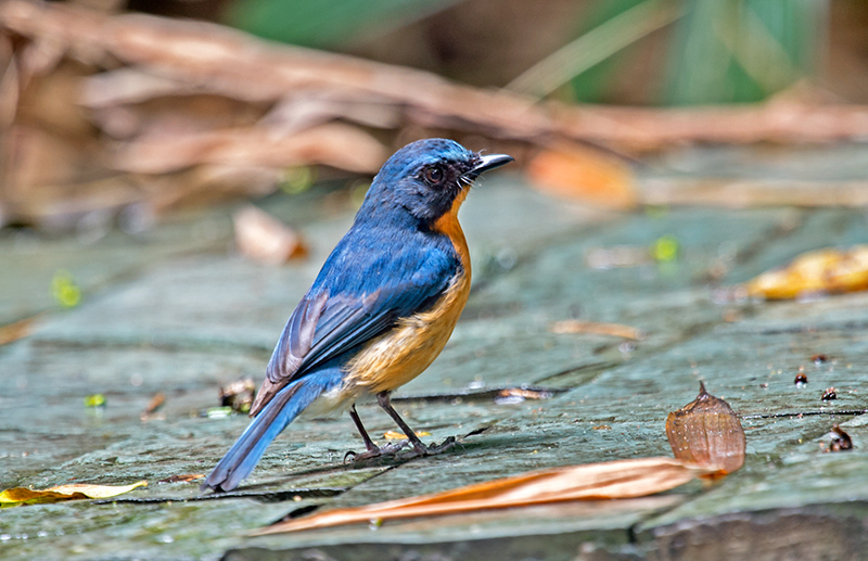 _DSC4919 - .jpg