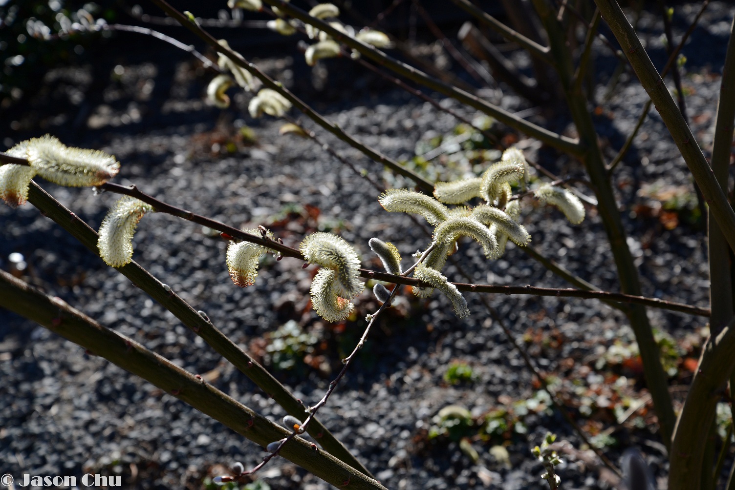 DSC_2093.JPG