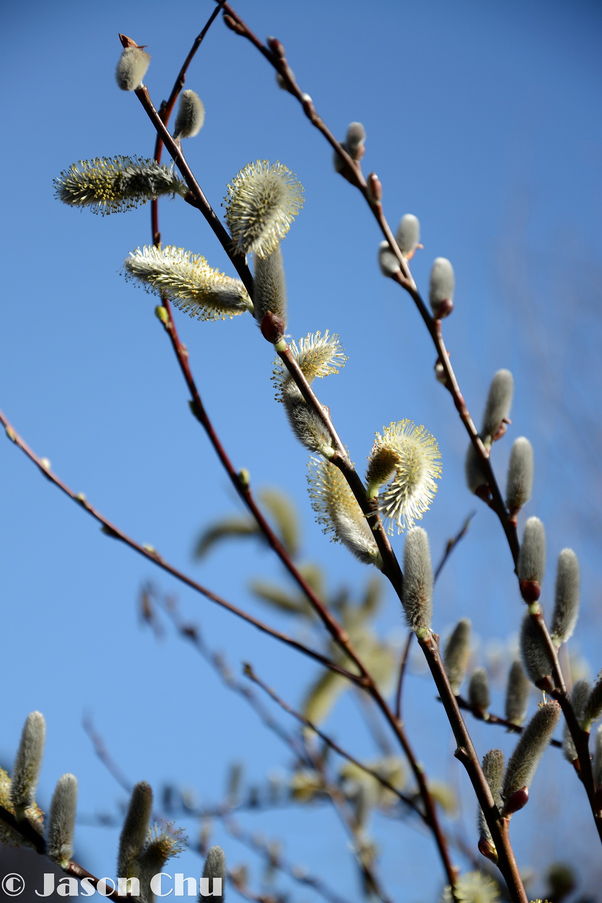 DSC_2088.JPG