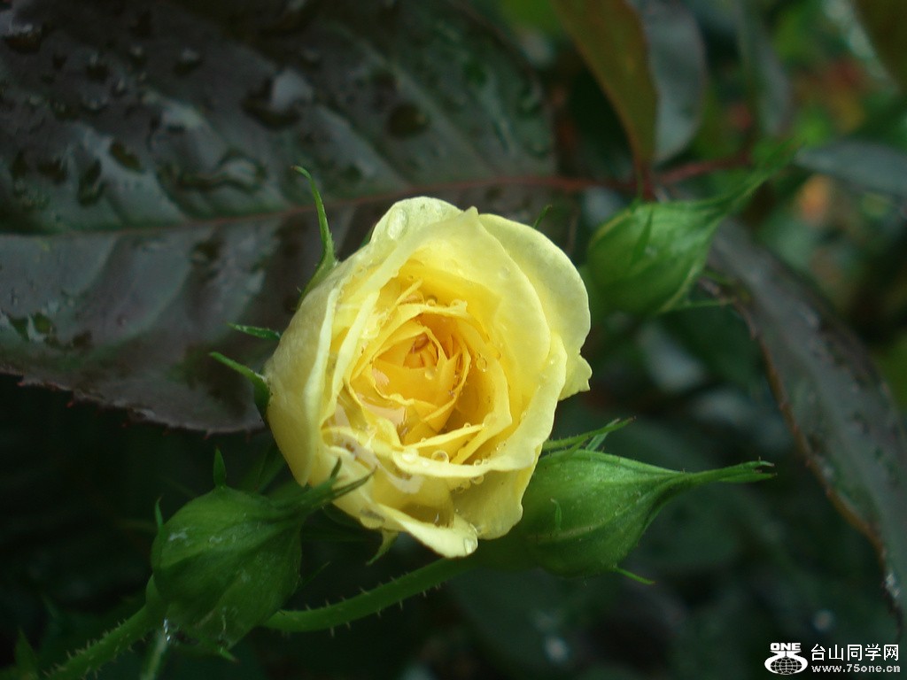 DSC00124.jpg