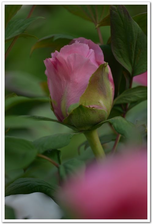 nEO_IMG_DSC_3363.jpg