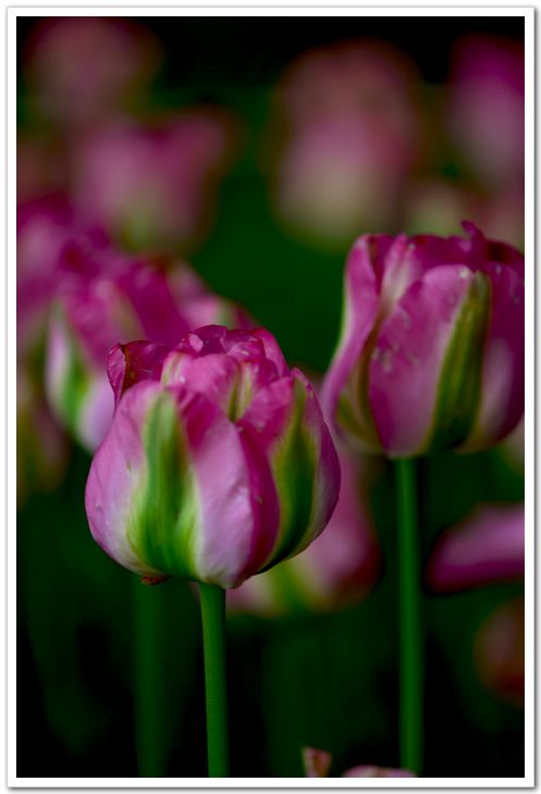 nEO_IMG_DSC_3918.jpg