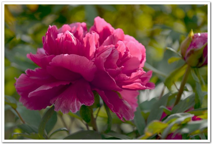 nEO_IMG_DSC_3351.jpg