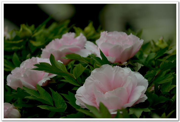 nEO_IMG_DSC_3412.jpg