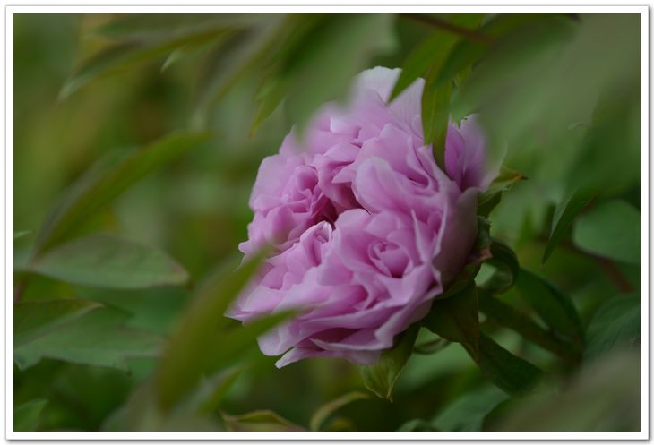 nEO_IMG_DSC_3385.jpg