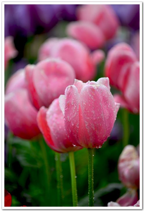 nEO_IMG_DSC_3968.jpg