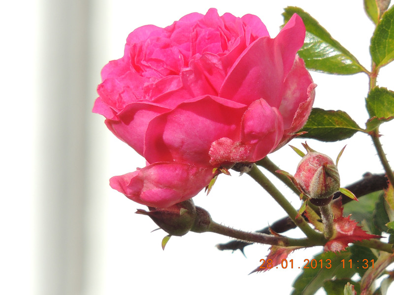 flower 142_.jpg