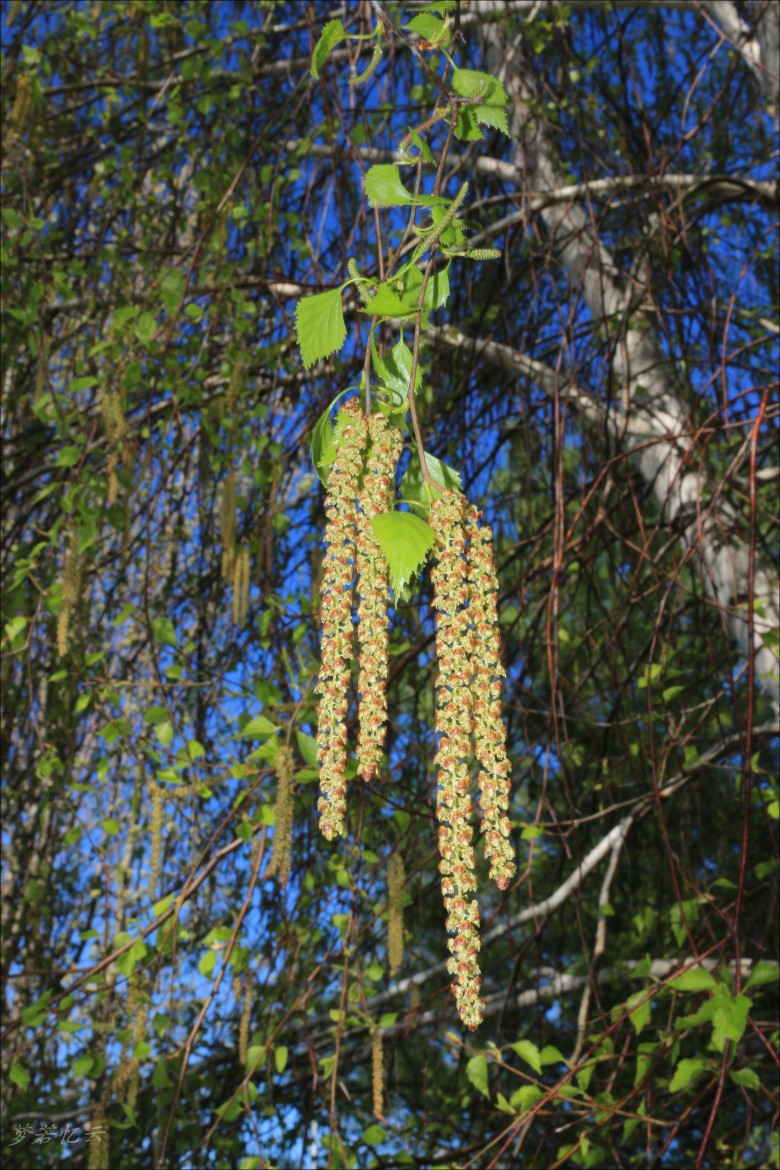 conew_2Ƭ 044.jpg