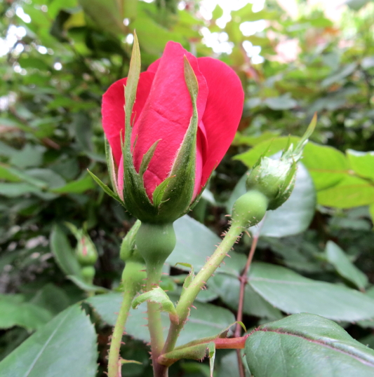 IMG_0001_3188.jpg