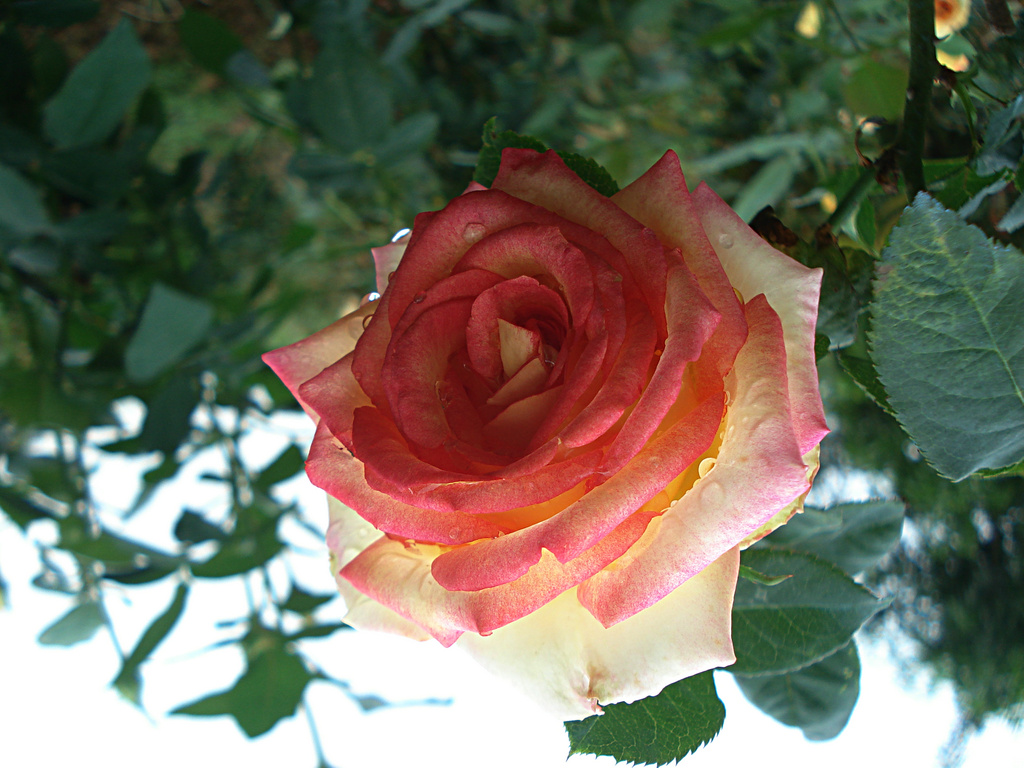 DSC00019.jpg