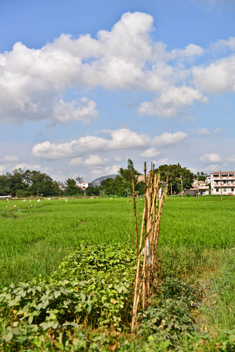 DSC_4923.jpg