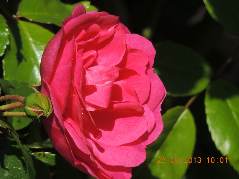 flower 3108_.jpg
