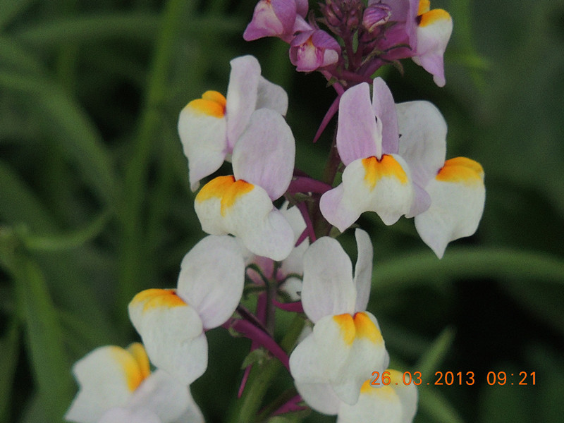 flower 1893_.jpg