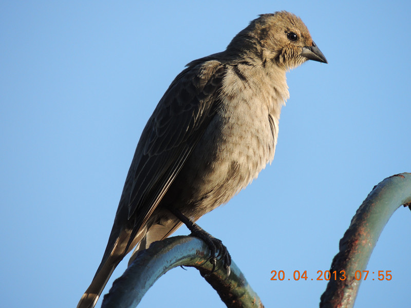 bird 2129_.jpg