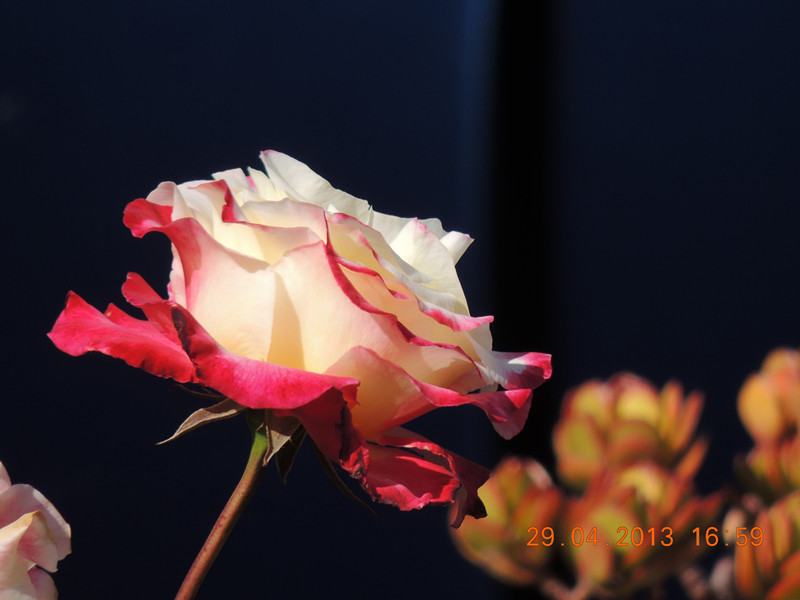 flower 3220_.jpg