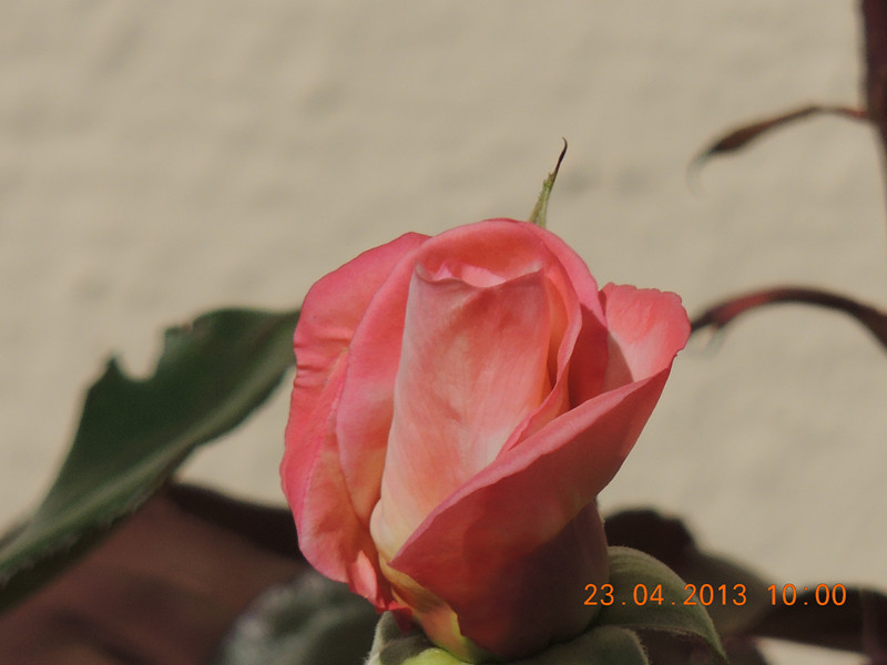 flower 3102_.jpg