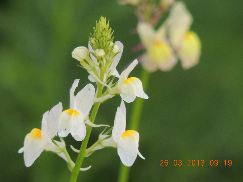 flower 1887_.jpg